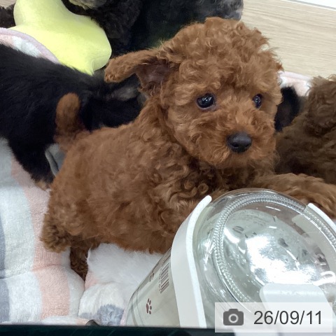 石川県のトイプードル(トイ) (ペットプラス 白山店/2026年7月8日生まれ/男の子/レッド)の子犬の3枚目の画像
