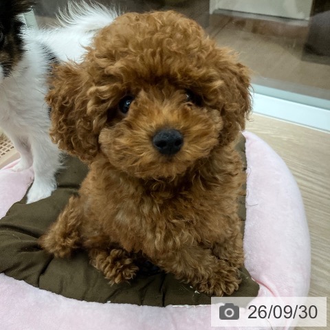 石川県のトイプードル(トイ) (ペットプラス 白山店/2026年7月8日生まれ/男の子/レッド)の子犬の3枚目の画像