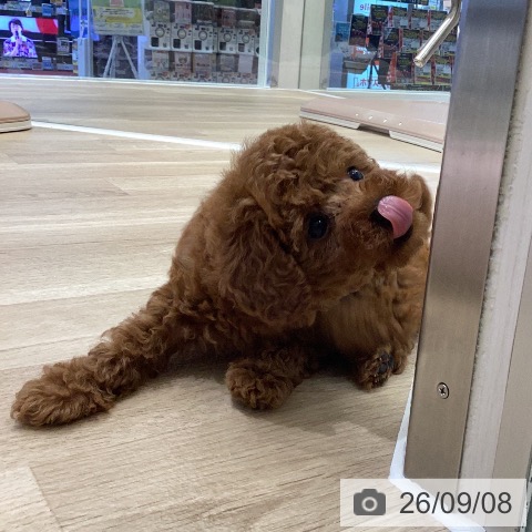 岐阜県のトイプードル(トイ) (ペットプラス 各務原店/2026年7月8日生まれ/男の子/レッド)の子犬の4枚目の画像