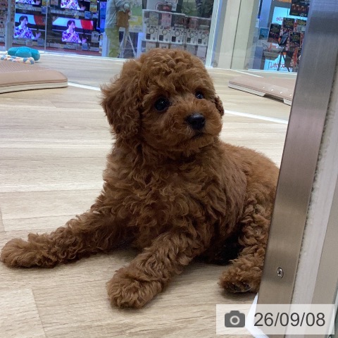 岐阜県のトイプードル(トイ) (ペットプラス 各務原店/2026年7月8日生まれ/男の子/レッド)の子犬の3枚目の画像