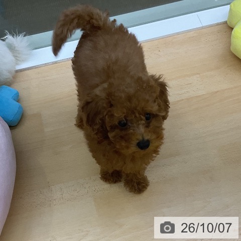 三重県のトイプードル(トイ) (ペットプラス 津南店/2026年7月8日生まれ/女の子/レッド)の子犬の4枚目の画像