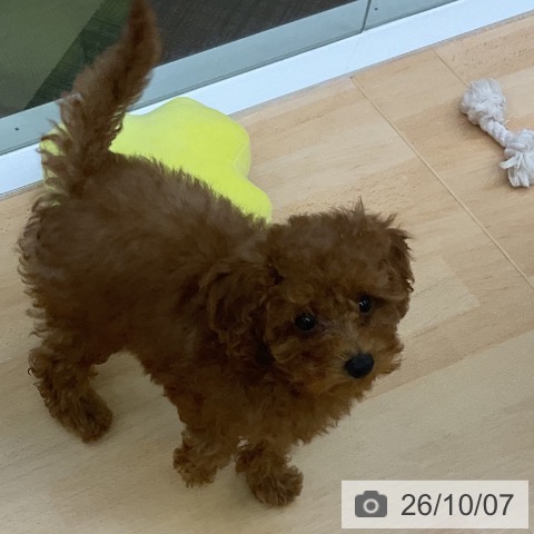 三重県のトイプードル(トイ) (ペットプラス 津南店/2026年7月8日生まれ/女の子/レッド)の子犬の3枚目の画像