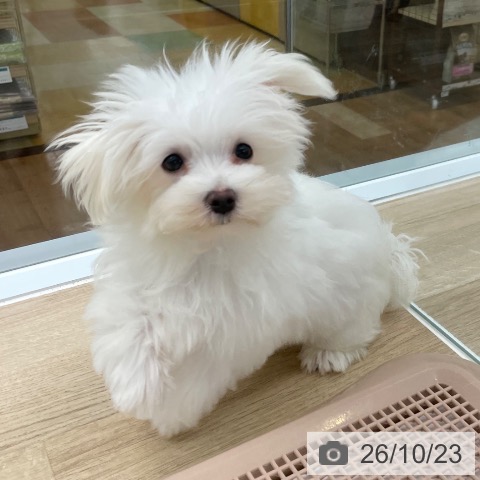 愛知県のマルチーズ (ペットプラス 豊橋牧野店/2026年7月7日生まれ/男の子/ホワイト)の子犬の4枚目の画像