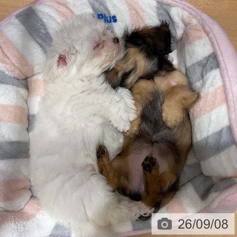 マルチーズの写真