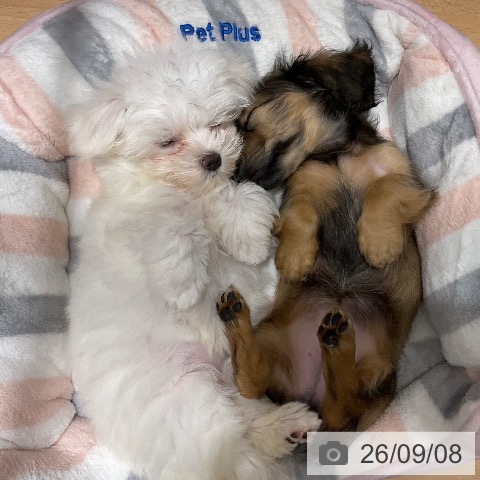 マルチーズの写真