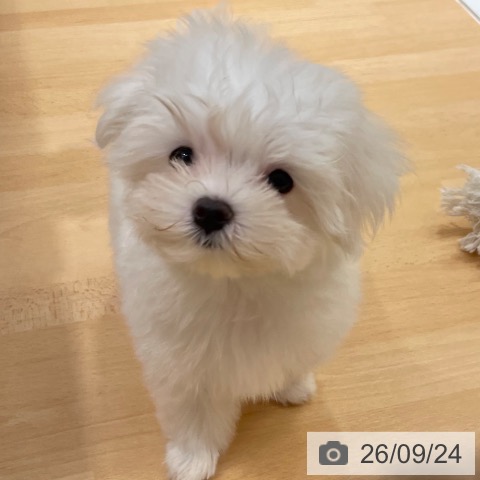 石川県のマルチーズ (ペットプラス 新小松店/2026年7月7日生まれ/女の子/ホワイト)の子犬の3枚目の画像