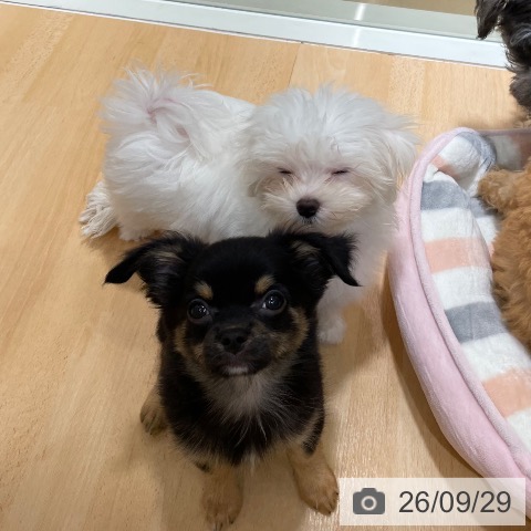 石川県のマルチーズ (ペットプラス 新小松店/2026年7月7日生まれ/女の子/ホワイト)の子犬の4枚目の画像