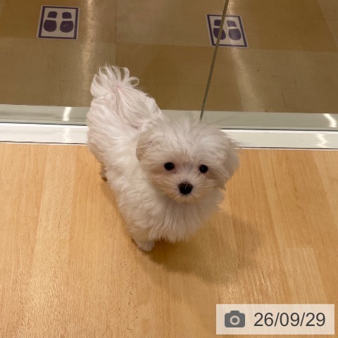 石川県のマルチーズ (ペットプラス 新小松店/2026年7月7日生まれ/女の子/ホワイト)の子犬の3枚目の画像