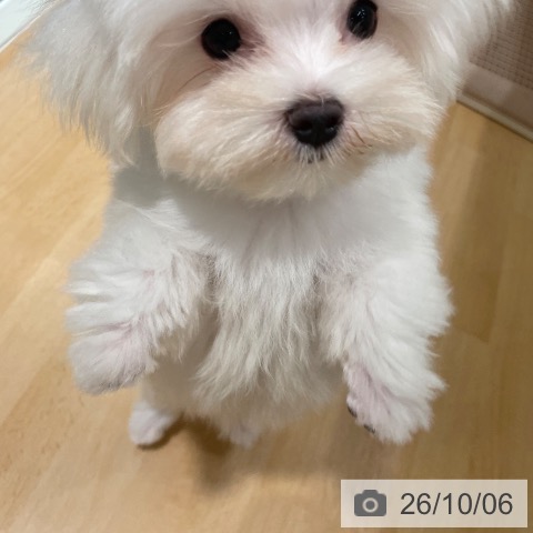 石川県のマルチーズ (ペットプラス 新小松店/2026年7月7日生まれ/女の子/ホワイト)の子犬の4枚目の画像