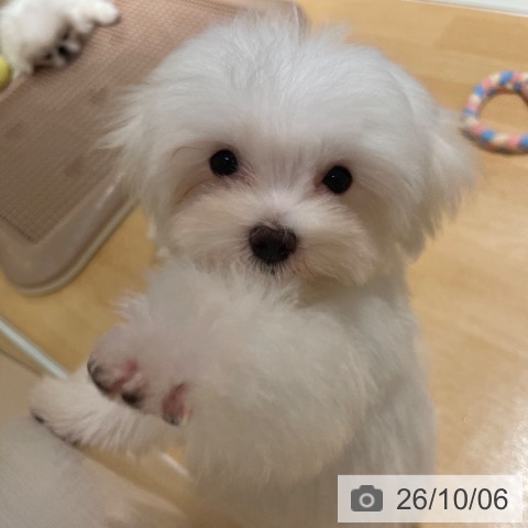 石川県のマルチーズ (ペットプラス 新小松店/2026年7月7日生まれ/女の子/ホワイト)の子犬の3枚目の画像