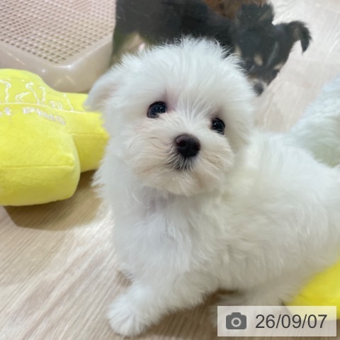 マルチーズの写真