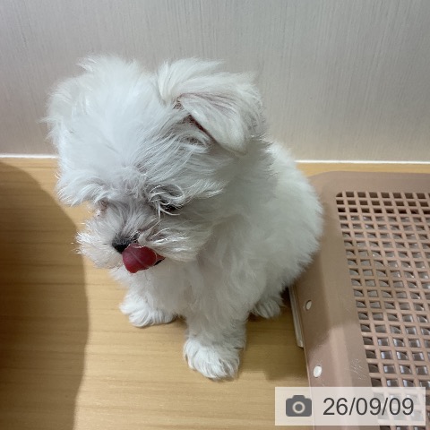 マルチーズの写真