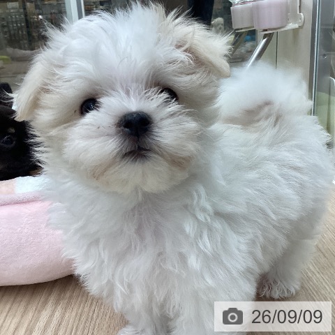 石川県のマルチーズ (ペットプラス 白山店/2026年7月7日生まれ/女の子/ホワイト)の子犬の4枚目の画像
