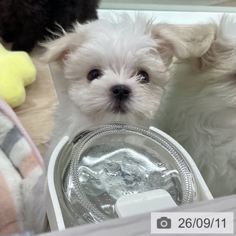 石川県のマルチーズ (ペットプラス 白山店/2026年7月7日生まれ/女の子/ホワイト)の子犬の3枚目の画像