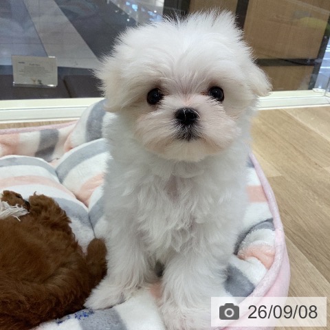 岐阜県のマルチーズ (ペットプラス 各務原店/2026年7月7日生まれ/女の子/ホワイト)の子犬の3枚目の画像