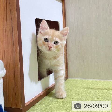 富山県のラガマフィン (ペットプラス 高岡店/2026年7月7日生まれ/男の子/レッドタビー)の子猫の3枚目の画像