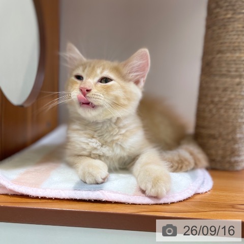 富山県のラガマフィン (ペットプラス 高岡店/2026年7月7日生まれ/男の子/レッドタビー)の子猫の4枚目の画像