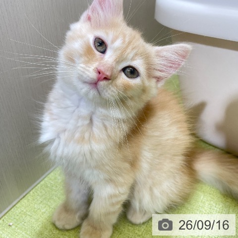 富山県のラガマフィン (ペットプラス 高岡店/2026年7月7日生まれ/男の子/レッドタビー)の子猫の3枚目の画像
