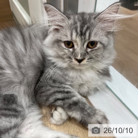 愛知県のラガマフィン (ペットプラス 上飯田店/2026年7月7日生まれ/女の子/シルバータビー)の子猫の3枚目の画像