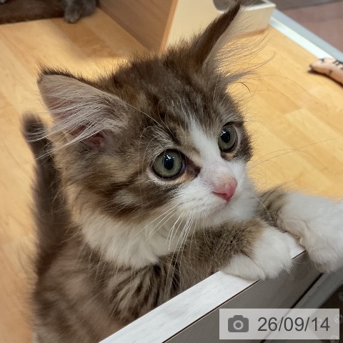 サイベリアンの写真