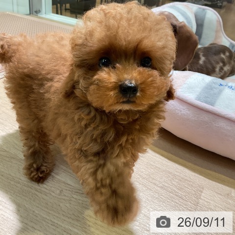 愛知県のトイプードル(トイ) (ペットプラス 岡崎店/2026年7月9日生まれ/女の子/レッド)の子犬の4枚目の画像