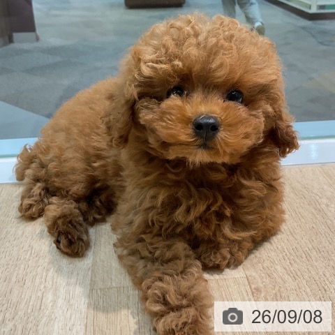 愛知県のトイプードル(トイ) (ペットプラス 岡崎店/2026年7月9日生まれ/女の子/レッド)の子犬の3枚目の画像