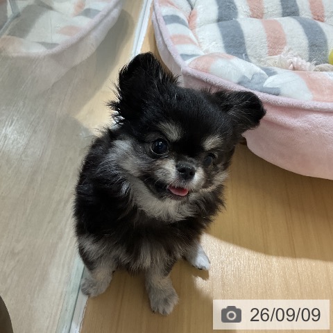 チワワの写真