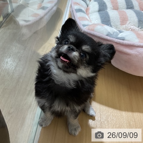 チワワの写真