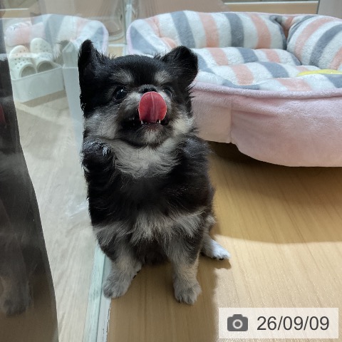 チワワの写真
