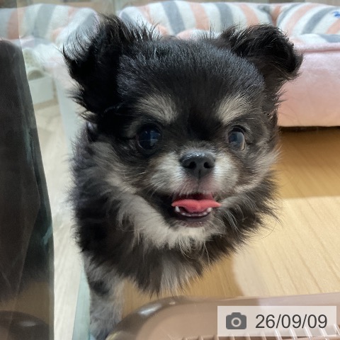 チワワの写真