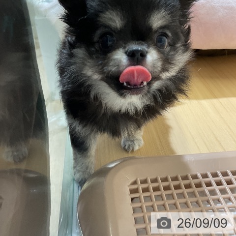チワワの写真