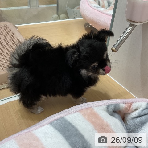チワワの写真