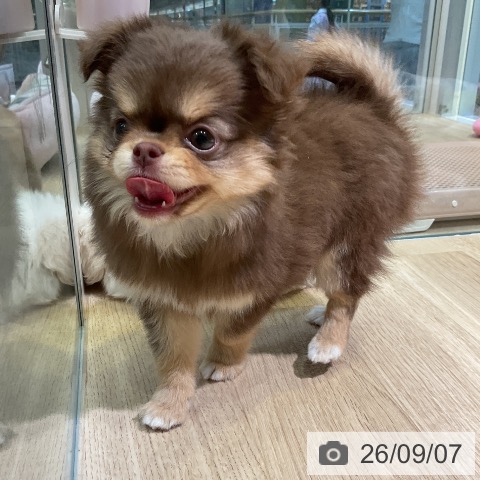 チワワの写真