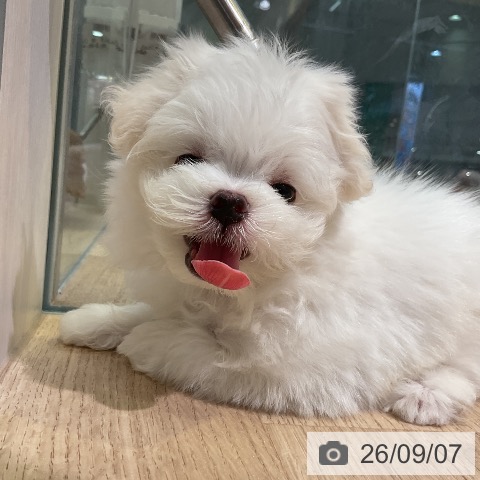 マルチーズの写真