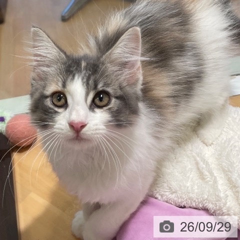三重県のノルウェージャンフォレストキャット (ペットプラス 東員店/2026年6月25日生まれ/女の子/ブルーパッチドマッカレルタビーホワイト)の子猫の3枚目の画像