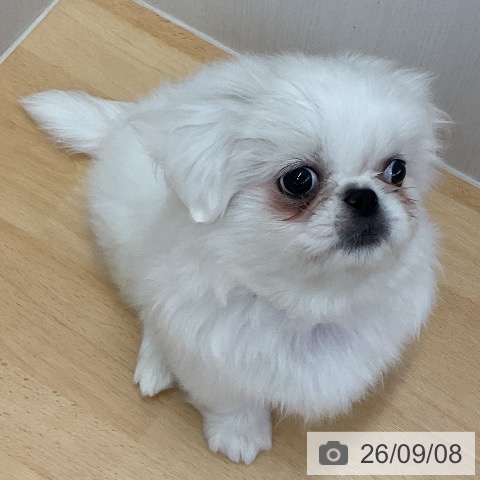 三重県のペキニーズ (ペットプラス 津南店/2026年7月9日生まれ/男の子/ホワイト)の子犬の4枚目の画像