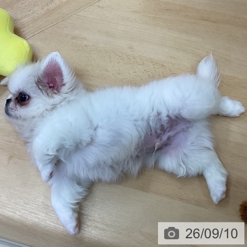 三重県のペキニーズ (ペットプラス 津南店/2026年7月9日生まれ/男の子/ホワイト)の子犬の3枚目の画像
