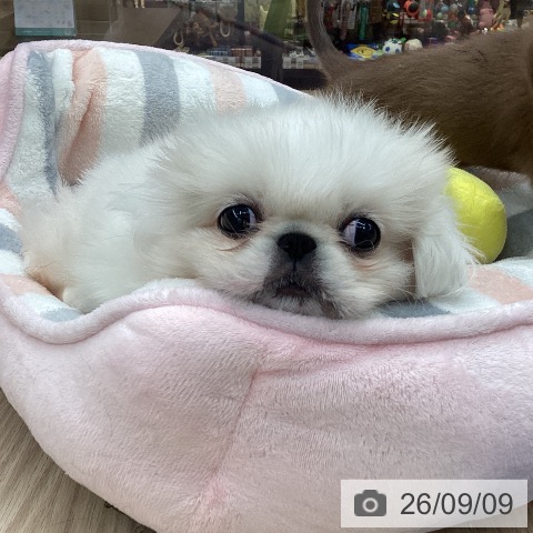 石川県のペキニーズ (ペットプラス 白山店/2026年7月9日生まれ/女の子/ホワイト)の子犬の4枚目の画像