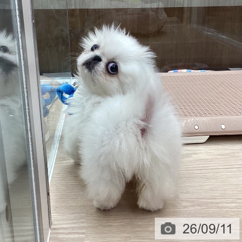 石川県のペキニーズ (ペットプラス 白山店/2026年7月9日生まれ/女の子/ホワイト)の子犬の3枚目の画像