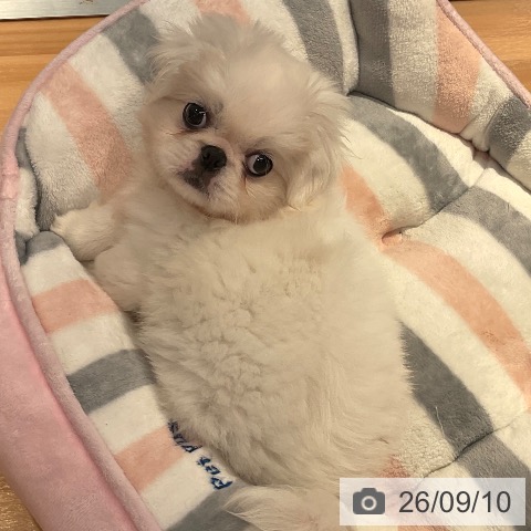 ペキニーズの写真