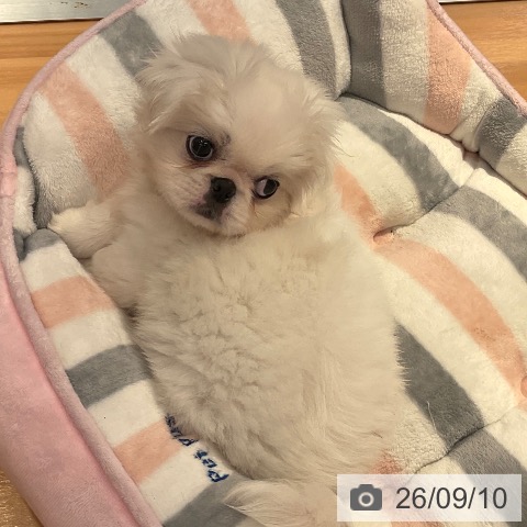 ペキニーズの写真