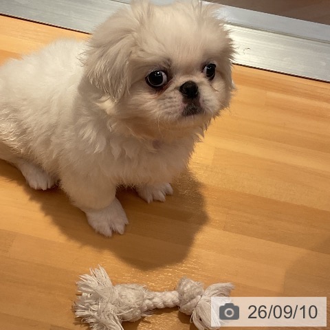 ペキニーズの写真