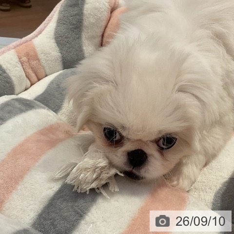 ペキニーズの写真