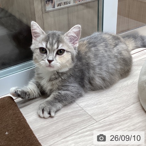 愛知県のマンチカン (ペットプラス イオンモール長久手店/2026年7月4日生まれ/女の子/ブルーパッチドタビーホワイト)の子猫の4枚目の画像