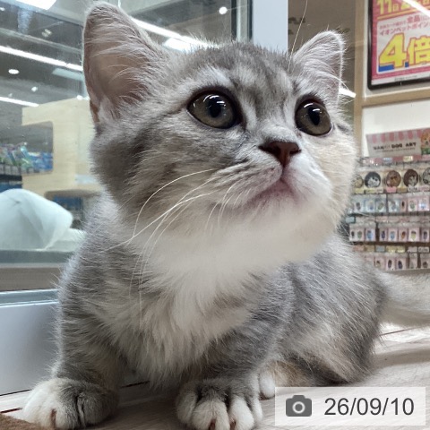 愛知県のマンチカン (ペットプラス イオンモール長久手店/2026年7月4日生まれ/女の子/ブルーパッチドタビーホワイト)の子猫の3枚目の画像