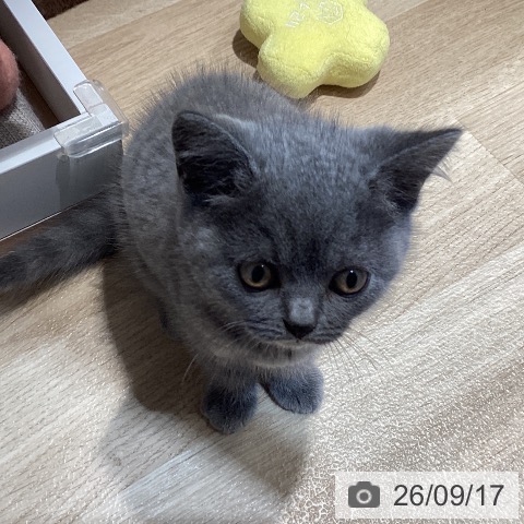 ブリティッシュショートヘアの写真