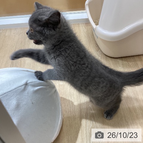 ブリティッシュショートヘアの写真