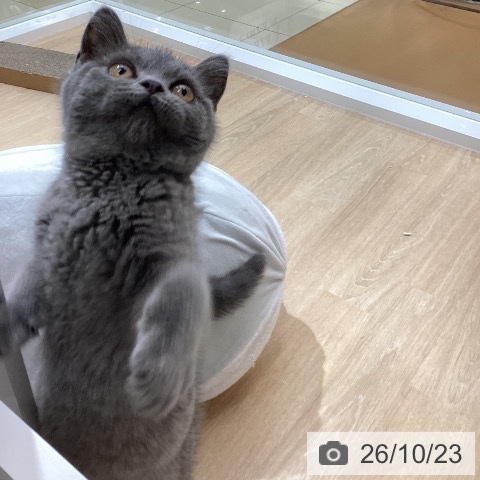 ブリティッシュショートヘアの写真