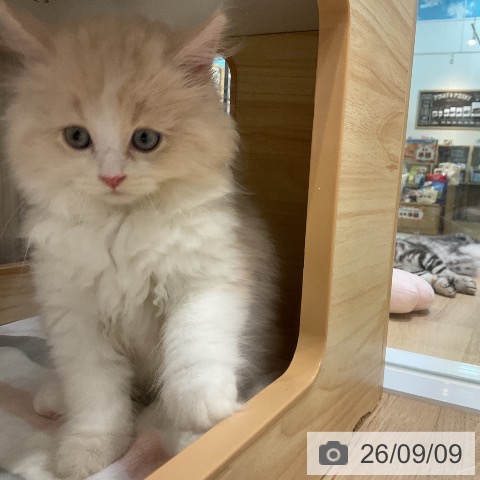 ラガマフィンの写真