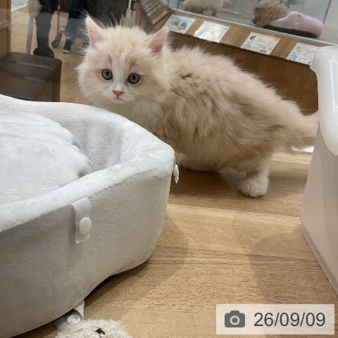 ラガマフィンの写真